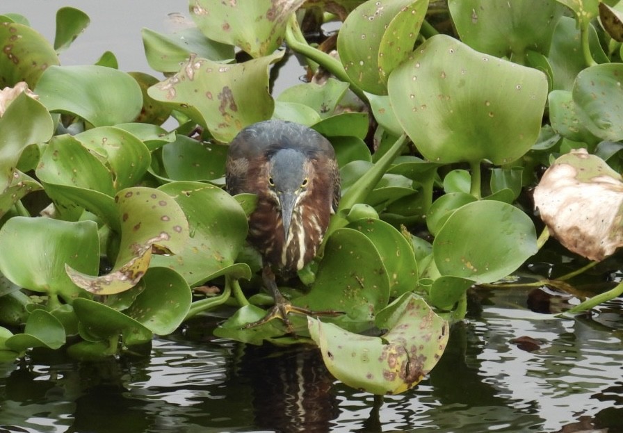 Green Heron - ML628179641