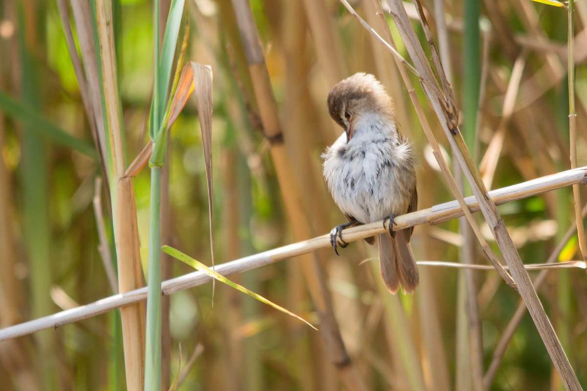 Lesser Swamp Warbler - ML628179732