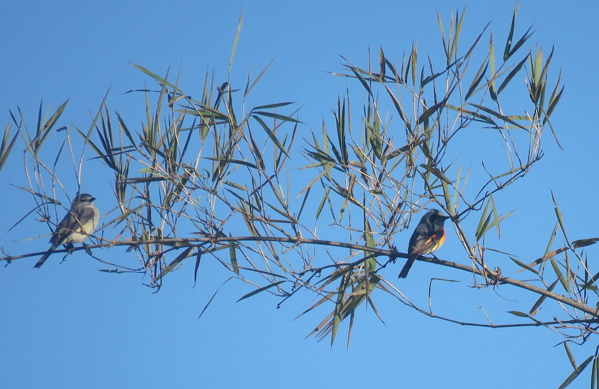 Small Minivet - ML628179744