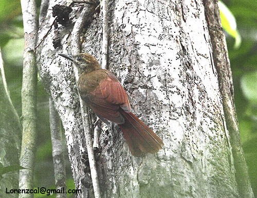 Mournful Long-tailed Woodcreeper - ML628179960