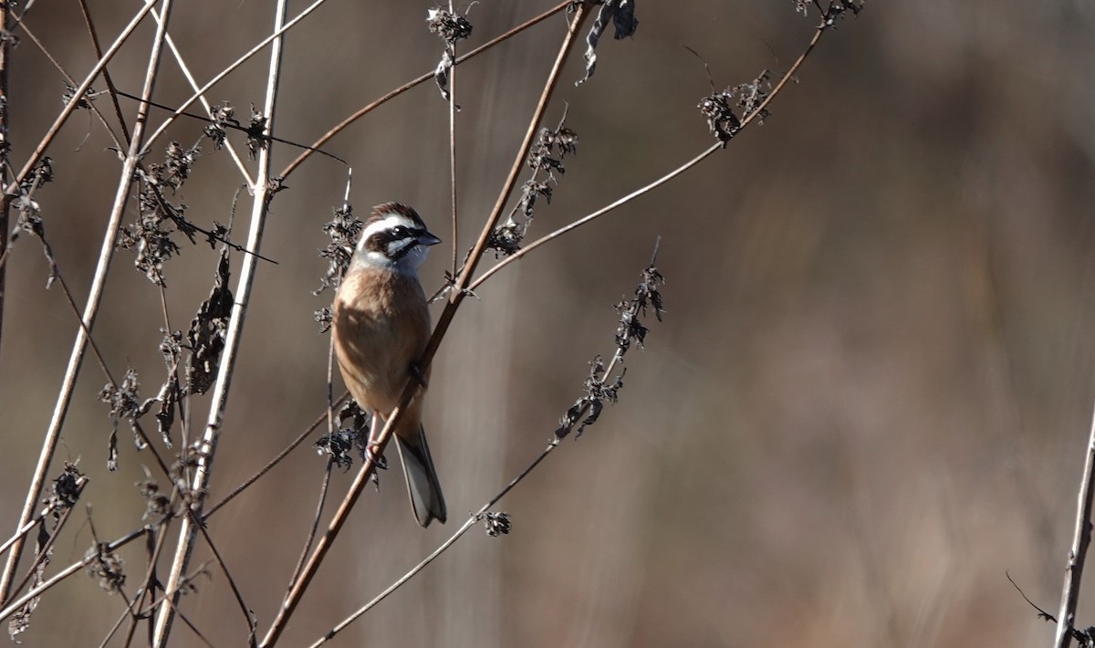 engspurv - ML628179975