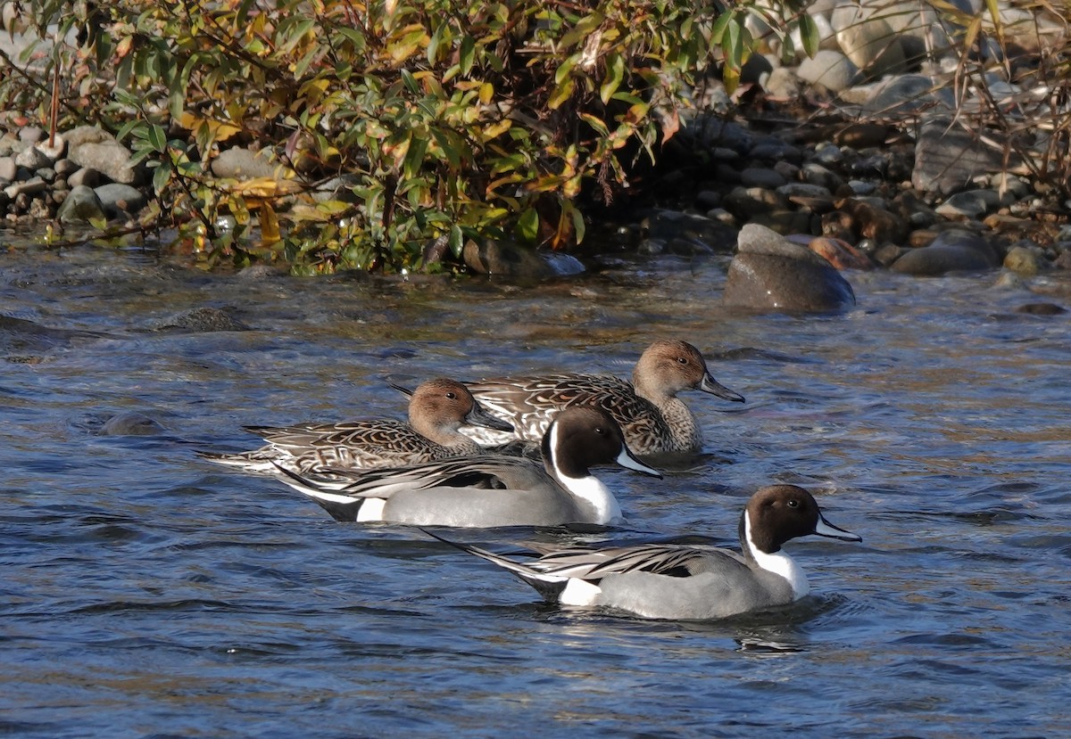 stjertand - ML628180002