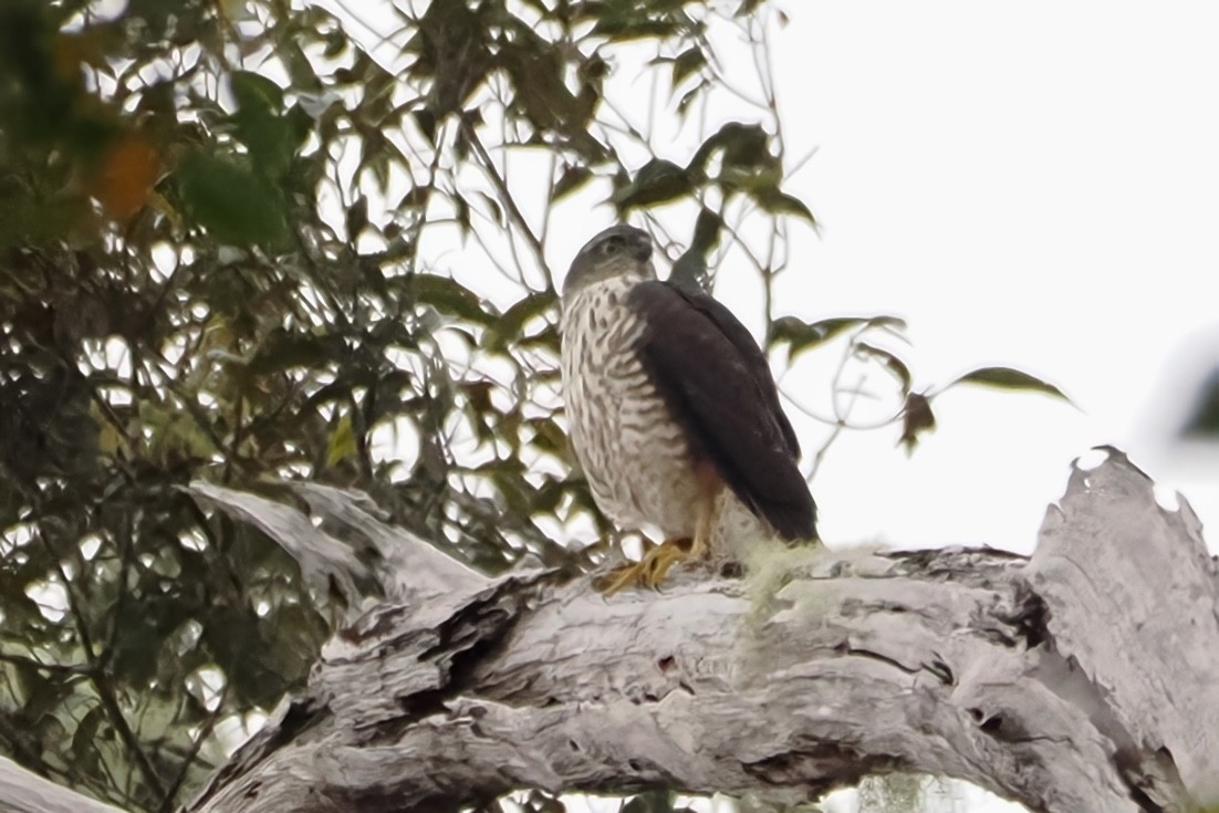 Variable Goshawk - ML628180169