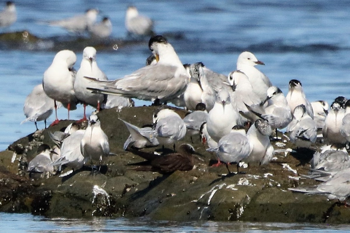 Lesser Noddy - ML628180175