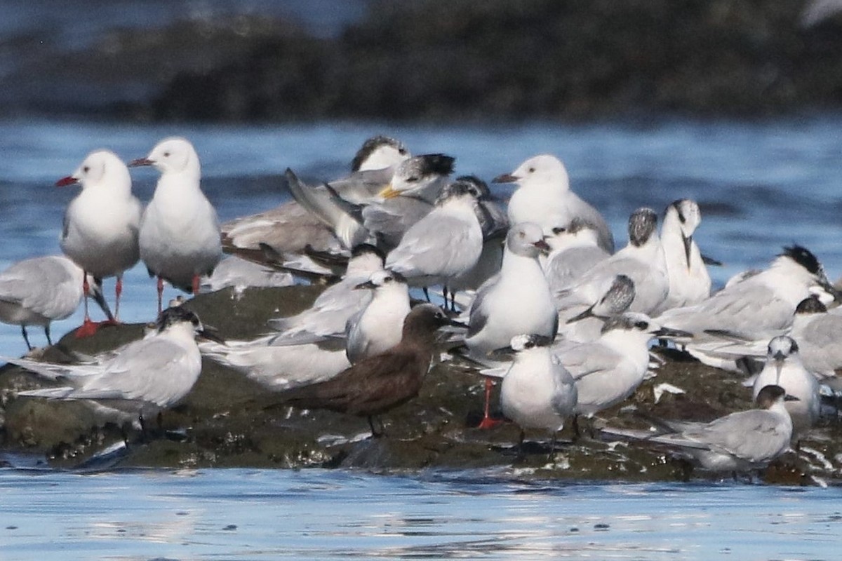 Lesser Noddy - ML628180176