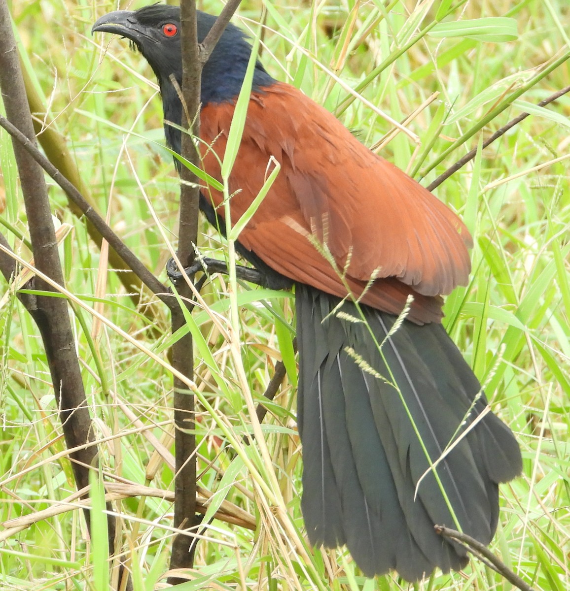 Greater Coucal - ML628180475