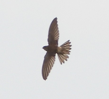 White-nest Swiftlet (Germain's) - ML628180495