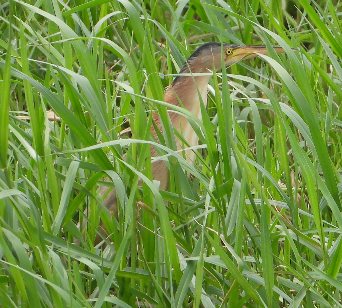 Yellow Bittern - ML628180500