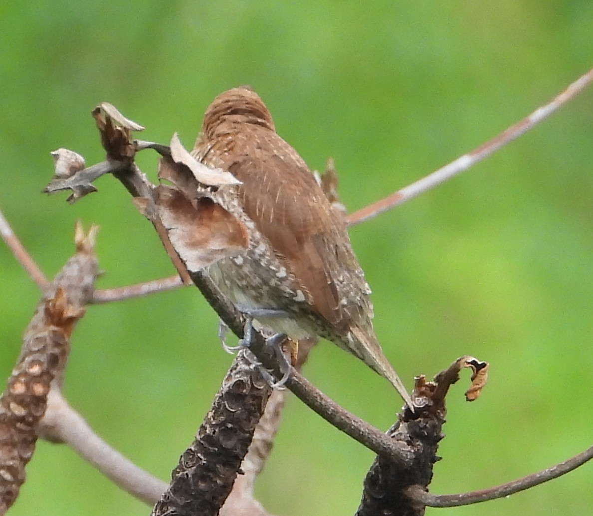 Scaly-breasted Munia - ML628180503