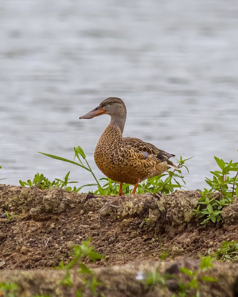 Northern Shoveler - ML628180506