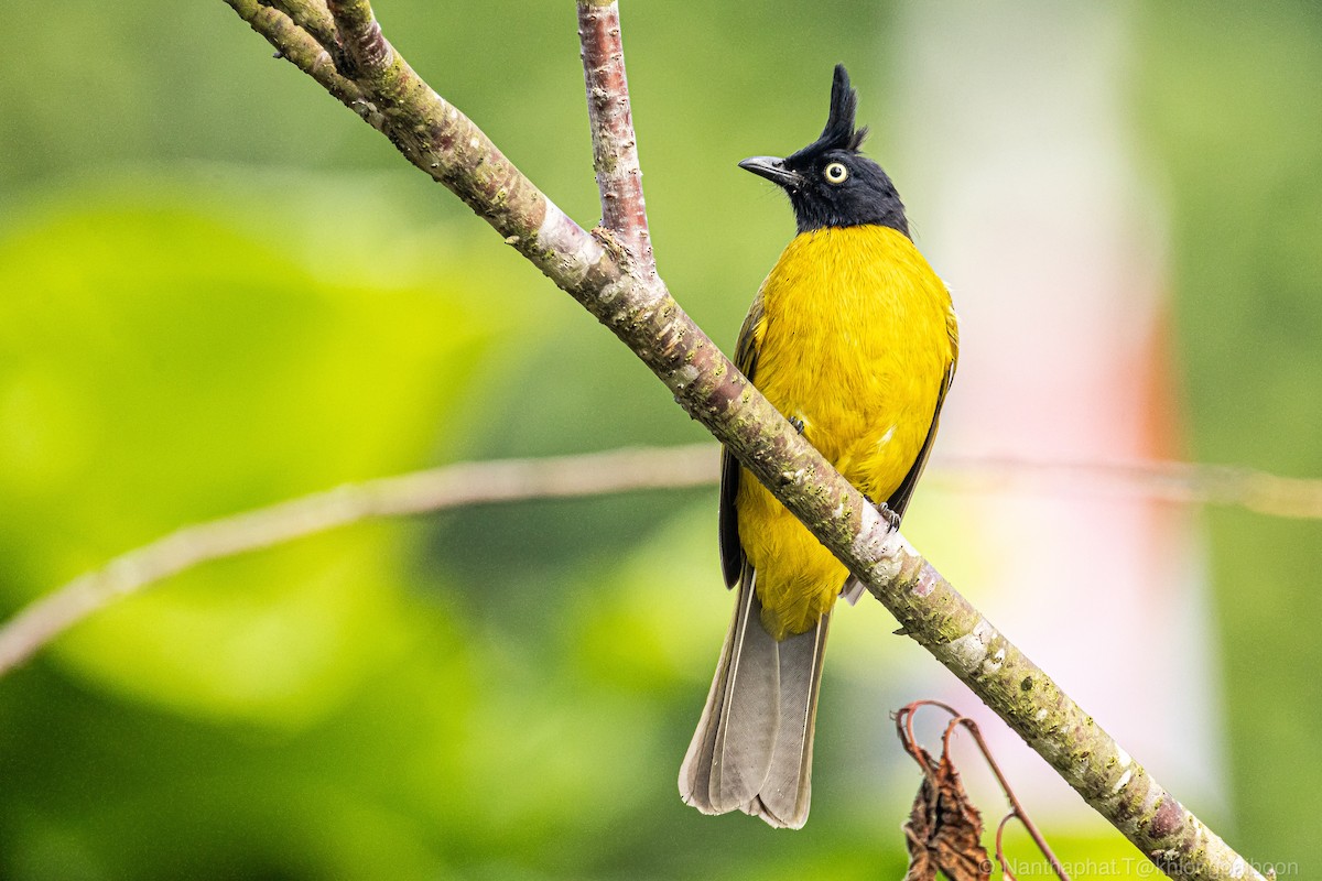 Black-crested Bulbul - Nanthaphat Thitiwatthanarat