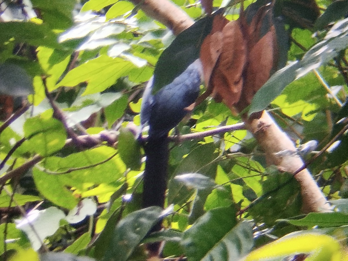 Black-bellied Malkoha - ML628181036