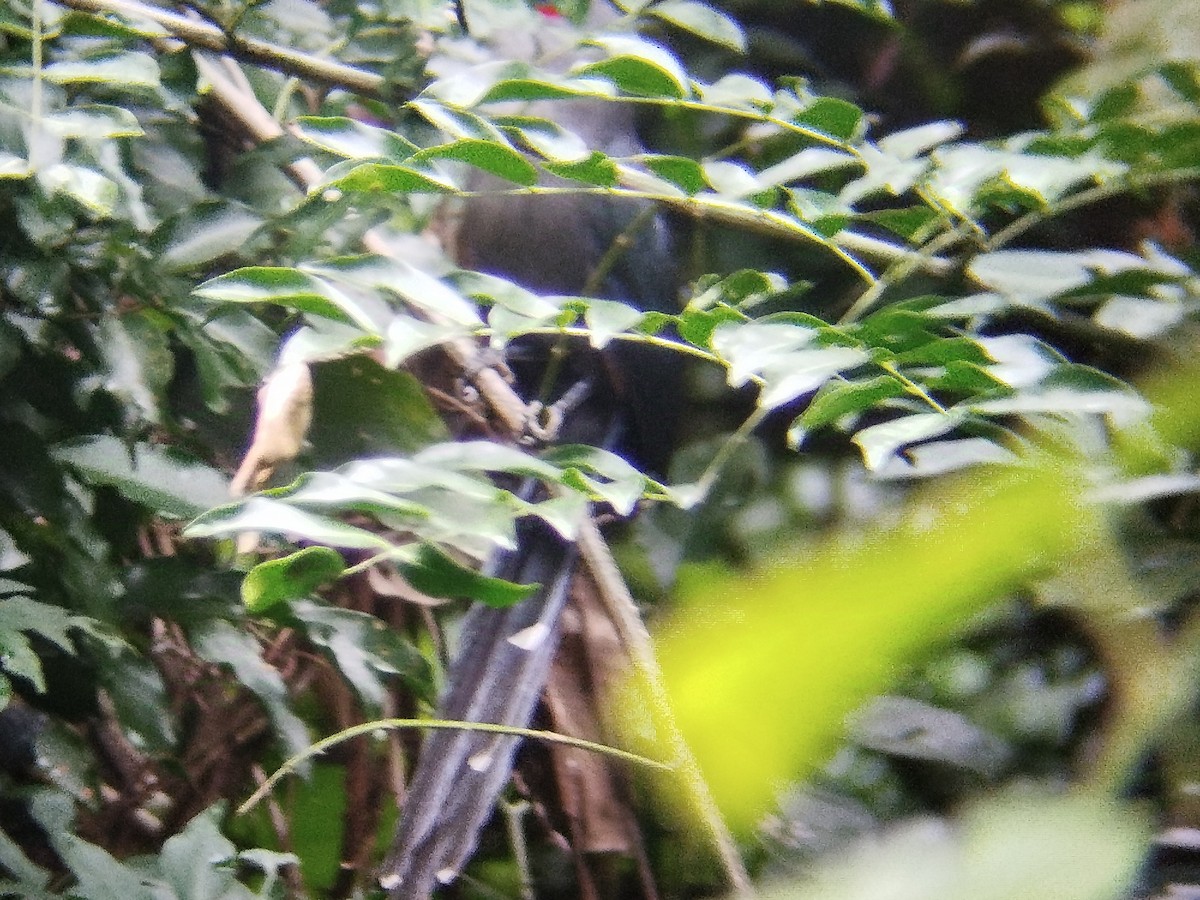 Black-bellied Malkoha - ML628181037