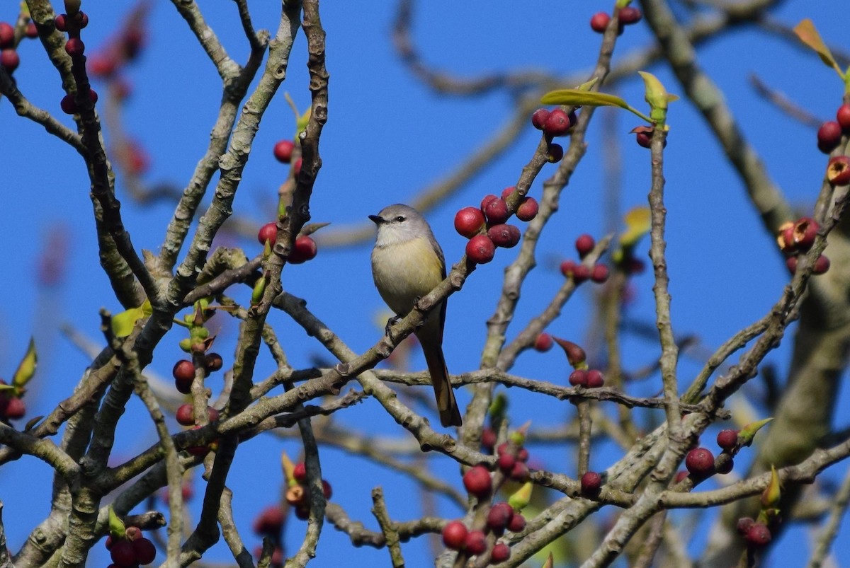 Small Minivet - ML628181307