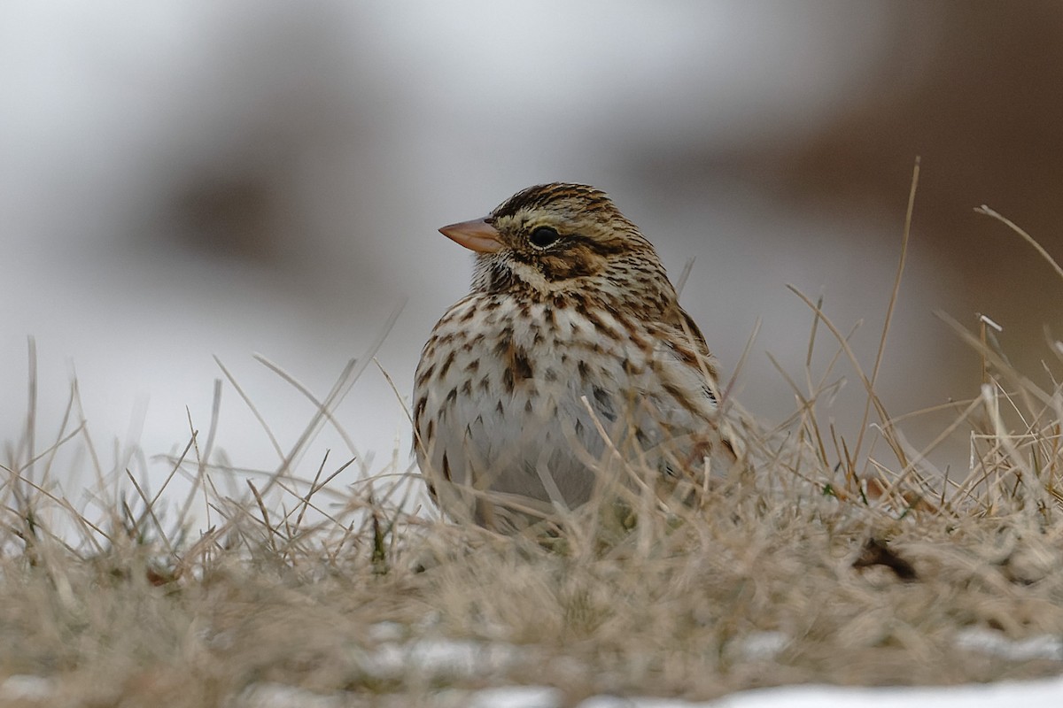 Savannah Sparrow - ML628181403
