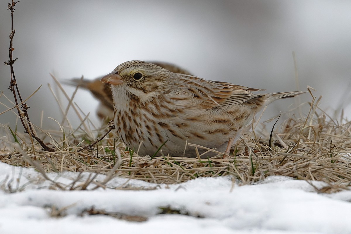 Savannah Sparrow (Ipswich) - ML628181407