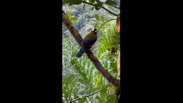 Toucan Barbet - ML628181460