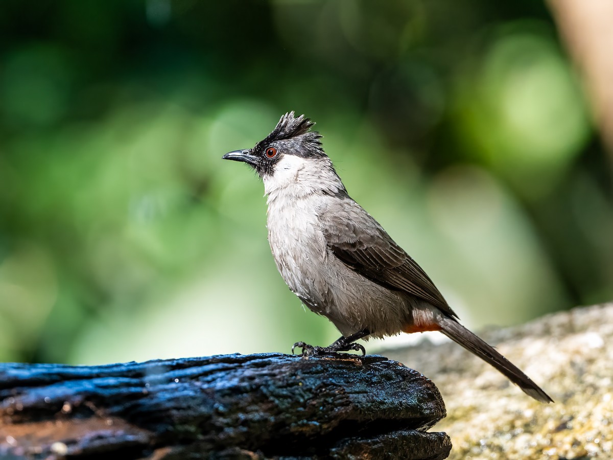 Bulbul Ventridorado - ML628181514