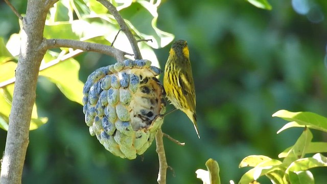 Cape May Warbler - ML628181573