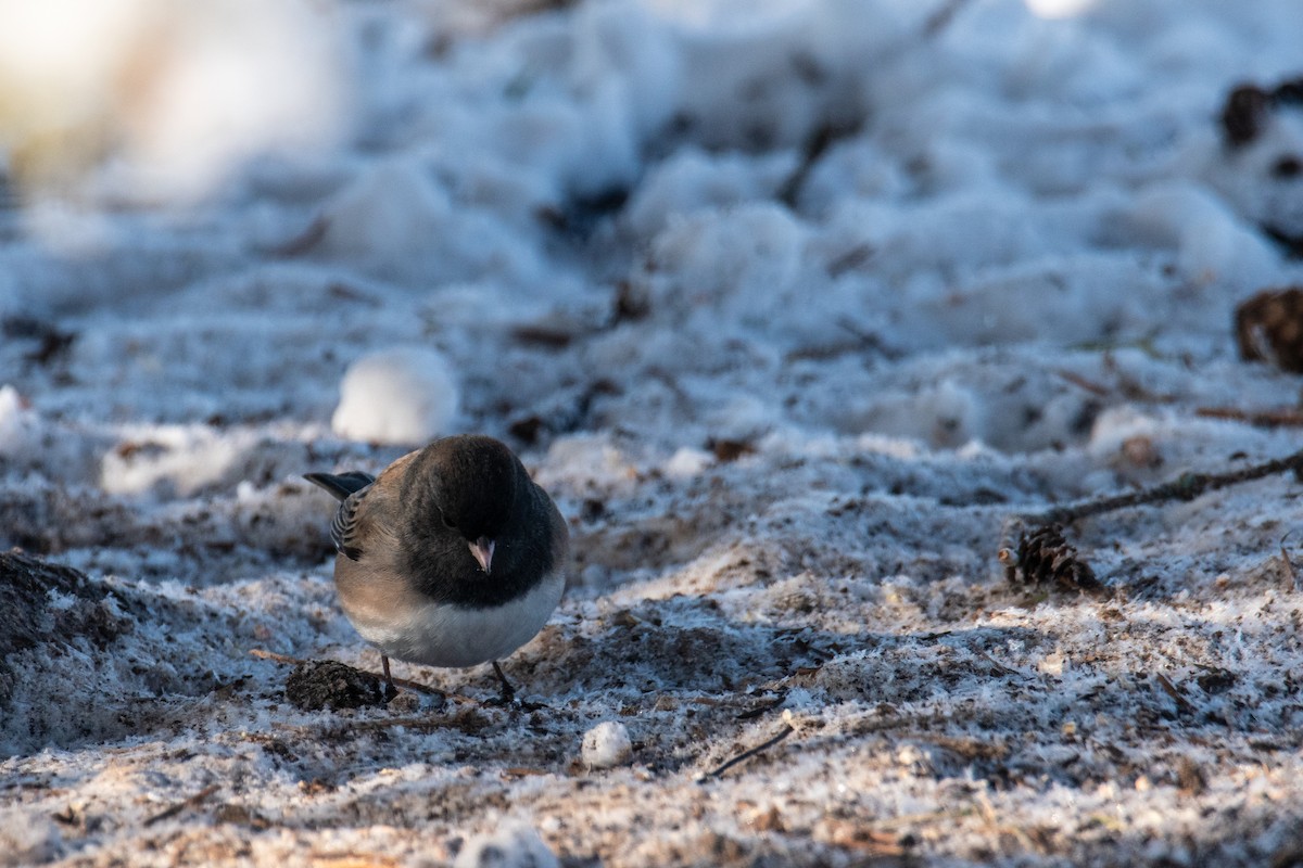 Junco ardoisé - ML628181659
