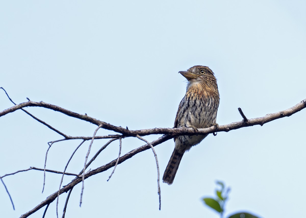Eastern Striolated-Puffbird (Natterer's) - ML628181859