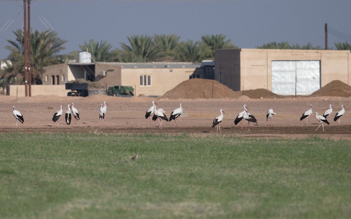 White Stork - ML628181908