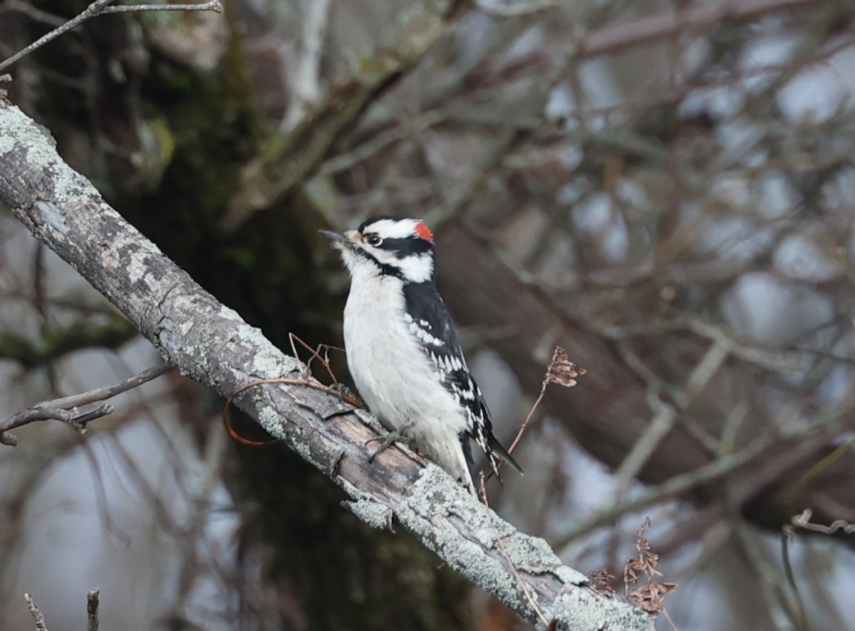 dunspett - ML628182033