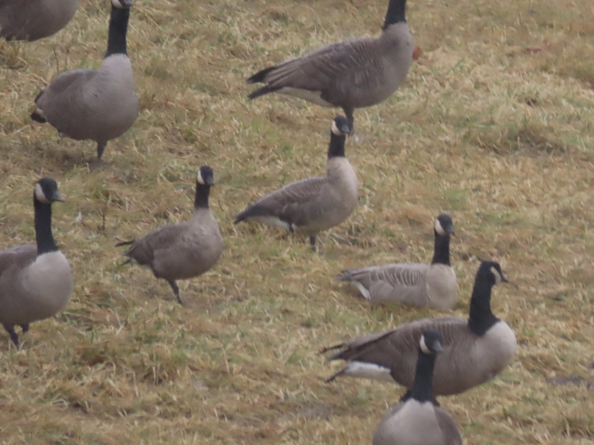 Cackling Goose (Richardson's) - ML628182058