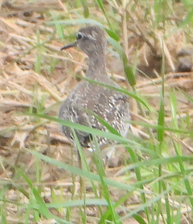 Wood Sandpiper - ML628182090