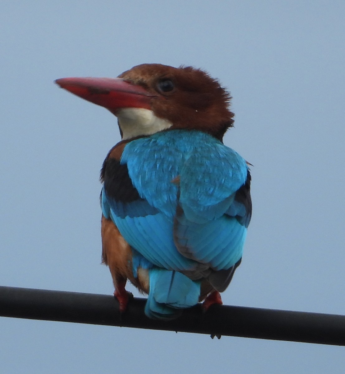 White-throated Kingfisher - ML628182095