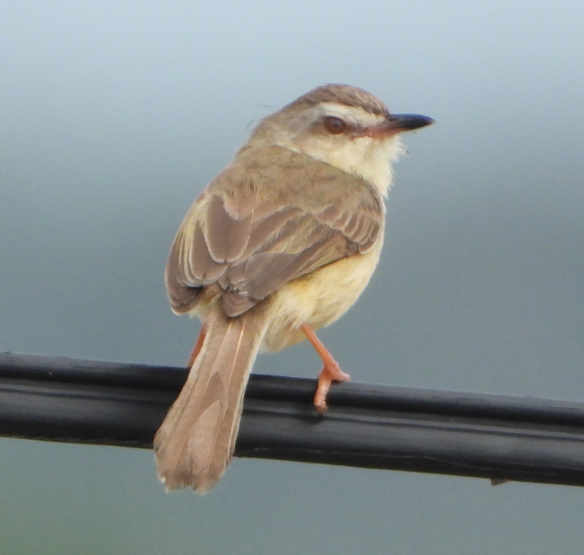 Plain Prinia - ML628182103