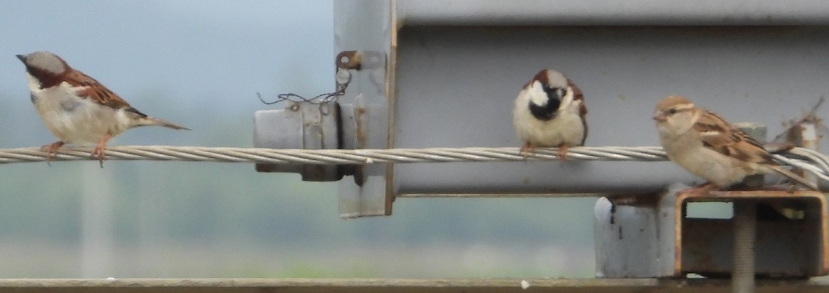 House Sparrow - ML628182113