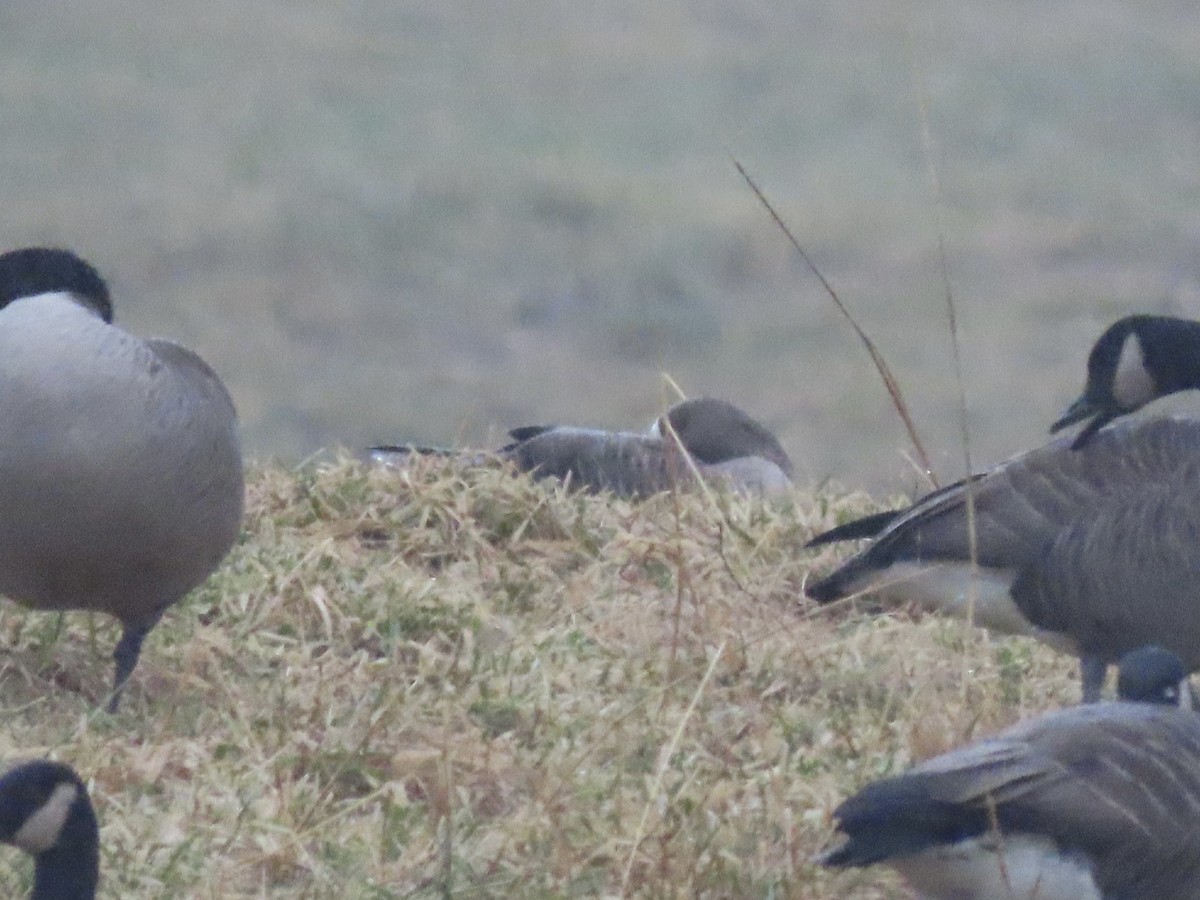 Greater White-fronted Goose (Western) - ML628182153