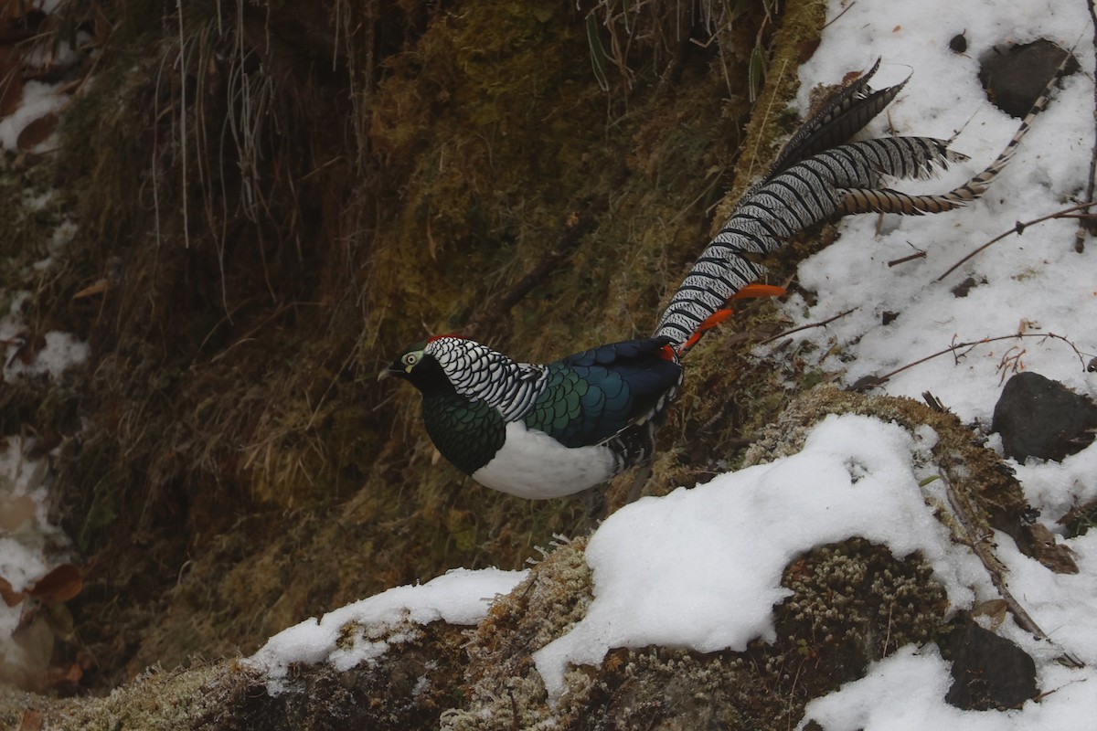 Lady Amherst's Pheasant - ML628182174