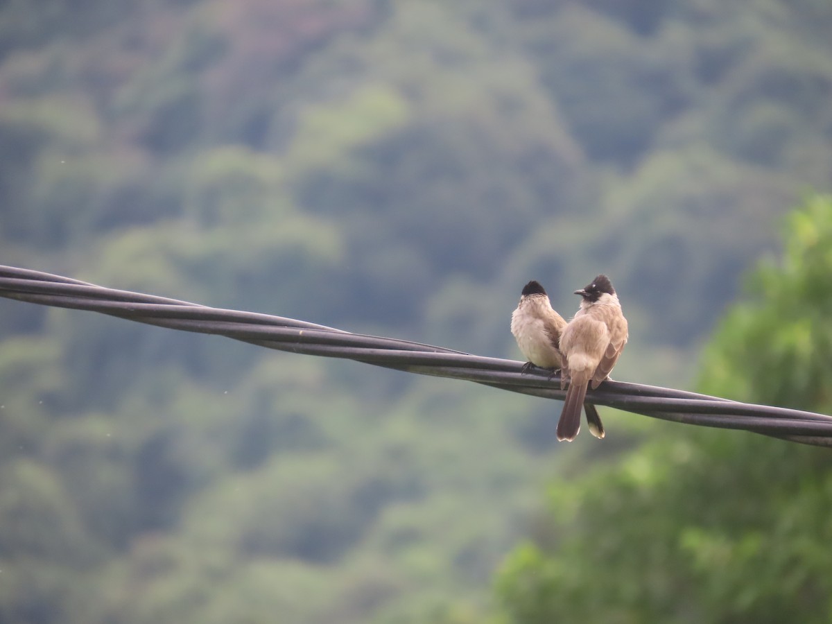 Bulbul Ventridorado - ML628182355