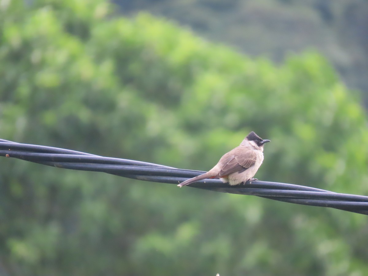 Bulbul Ventridorado - ML628182356