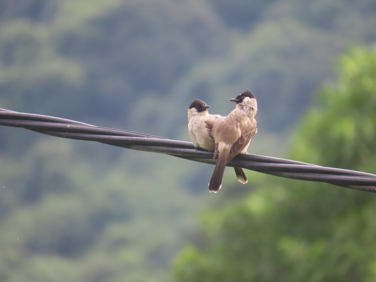 Bulbul Ventridorado - ML628182357