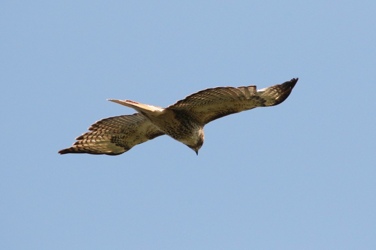 Red-tailed Hawk - ML62818241