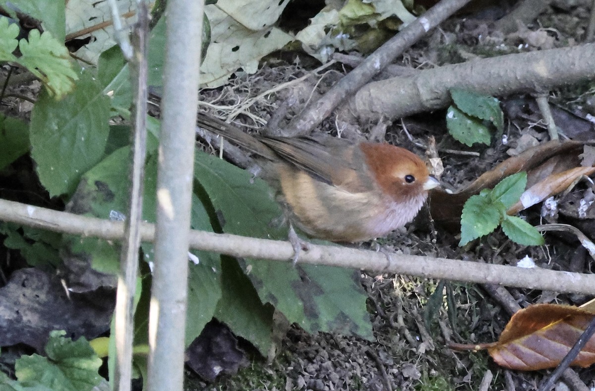 Brown-winged Parrotbill - ML628182430