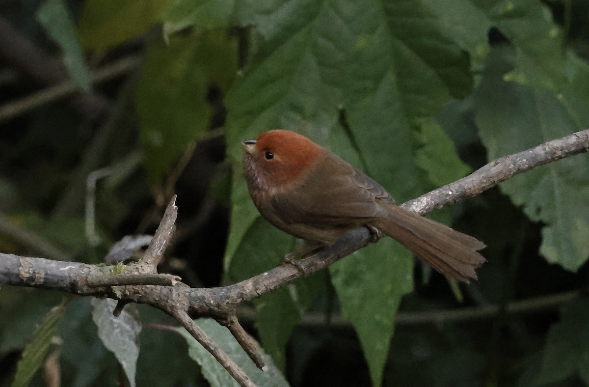 Brown-winged Parrotbill - ML628182431