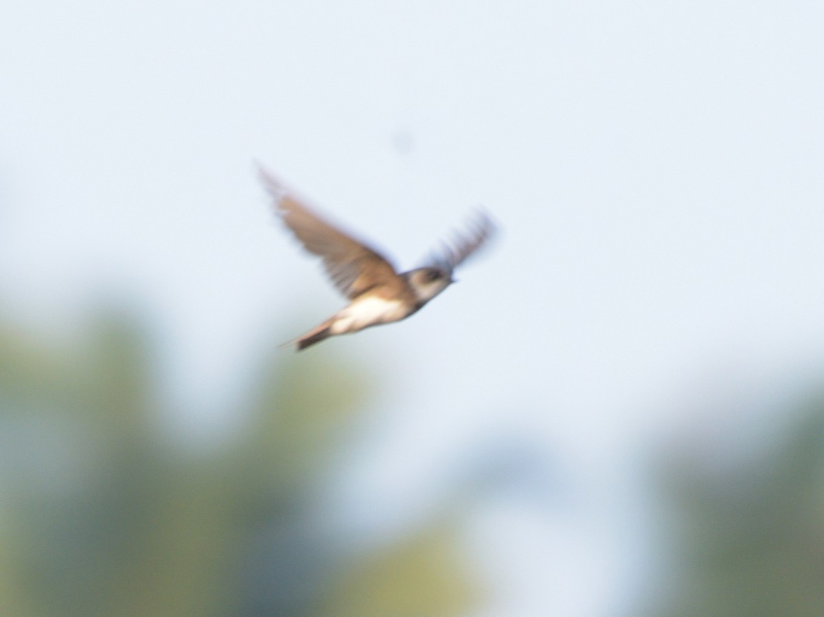 Bank Swallow - ML628182508