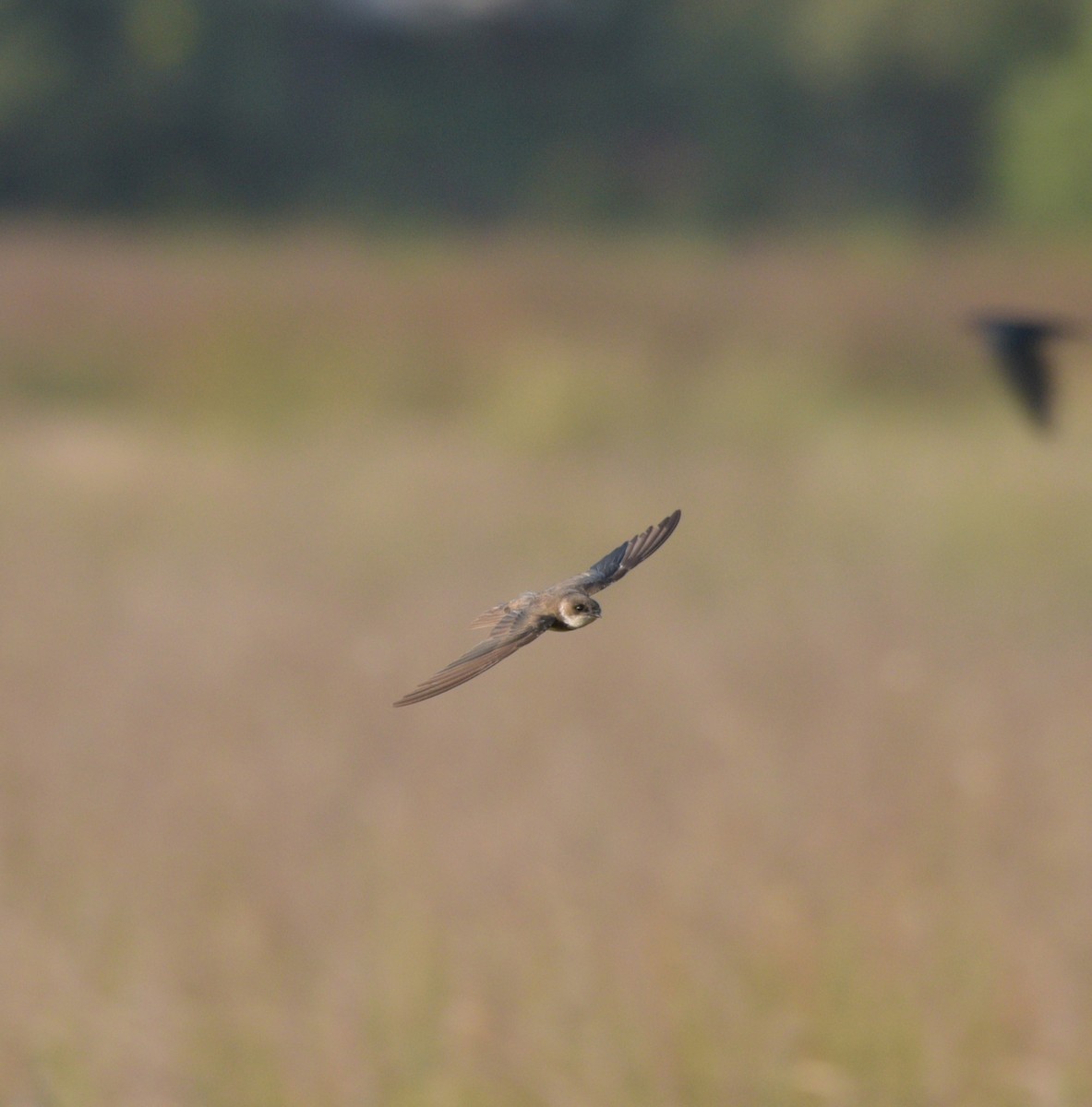 Bank Swallow - ML628182509