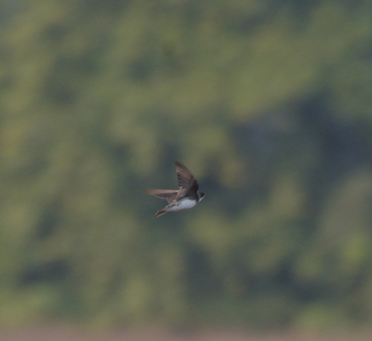 Bank Swallow - ML628182510