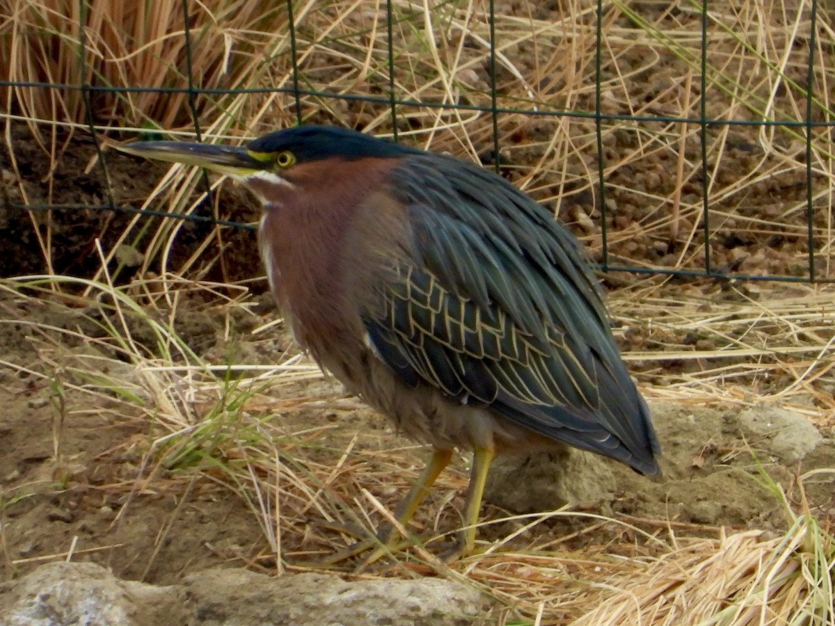 Green Heron - ML628182576