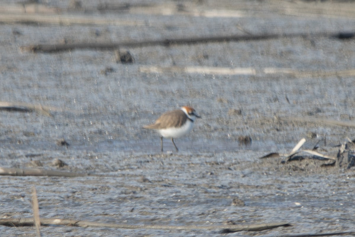 Kentish Plover (Kentish) - ML628182588