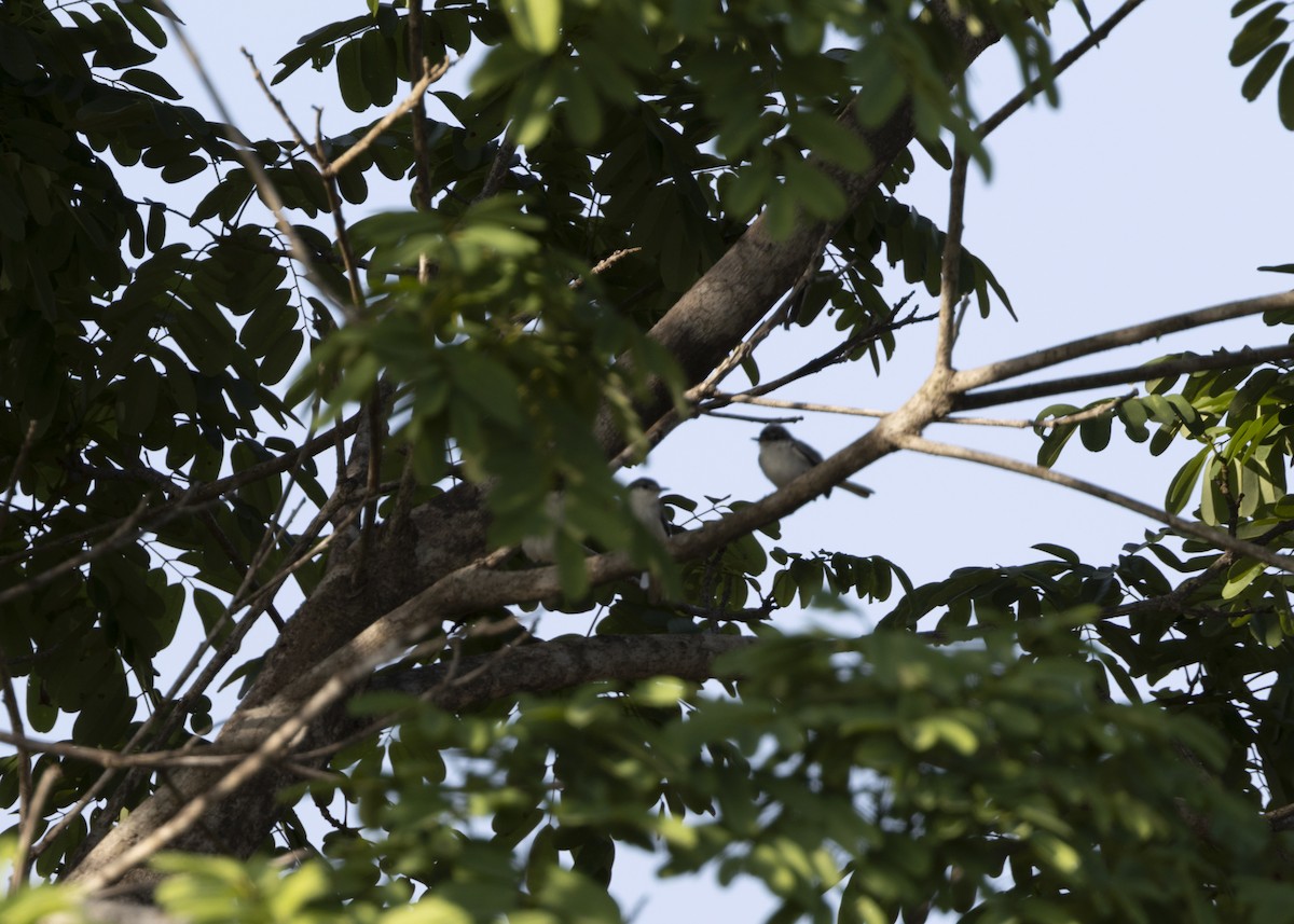 Tropical Gnatcatcher (innotata) - ML628182794