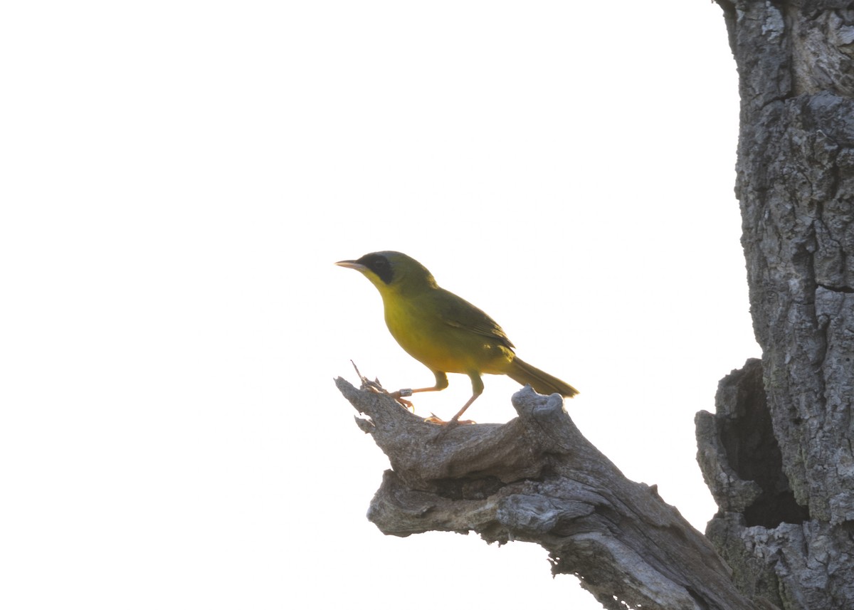 Masked Yellowthroat - ML628183008