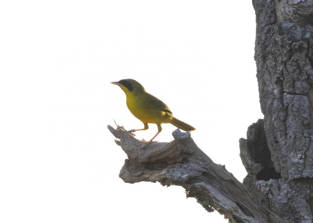 Masked Yellowthroat - ML628183009