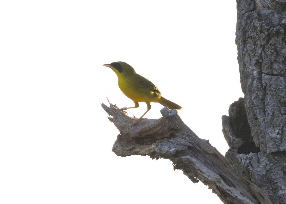 Masked Yellowthroat - ML628183010