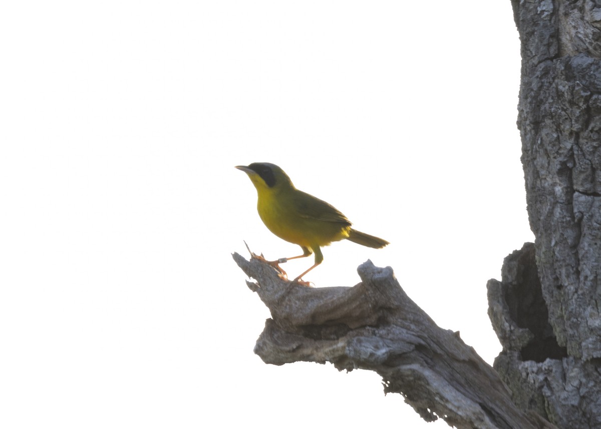 Masked Yellowthroat - ML628183011